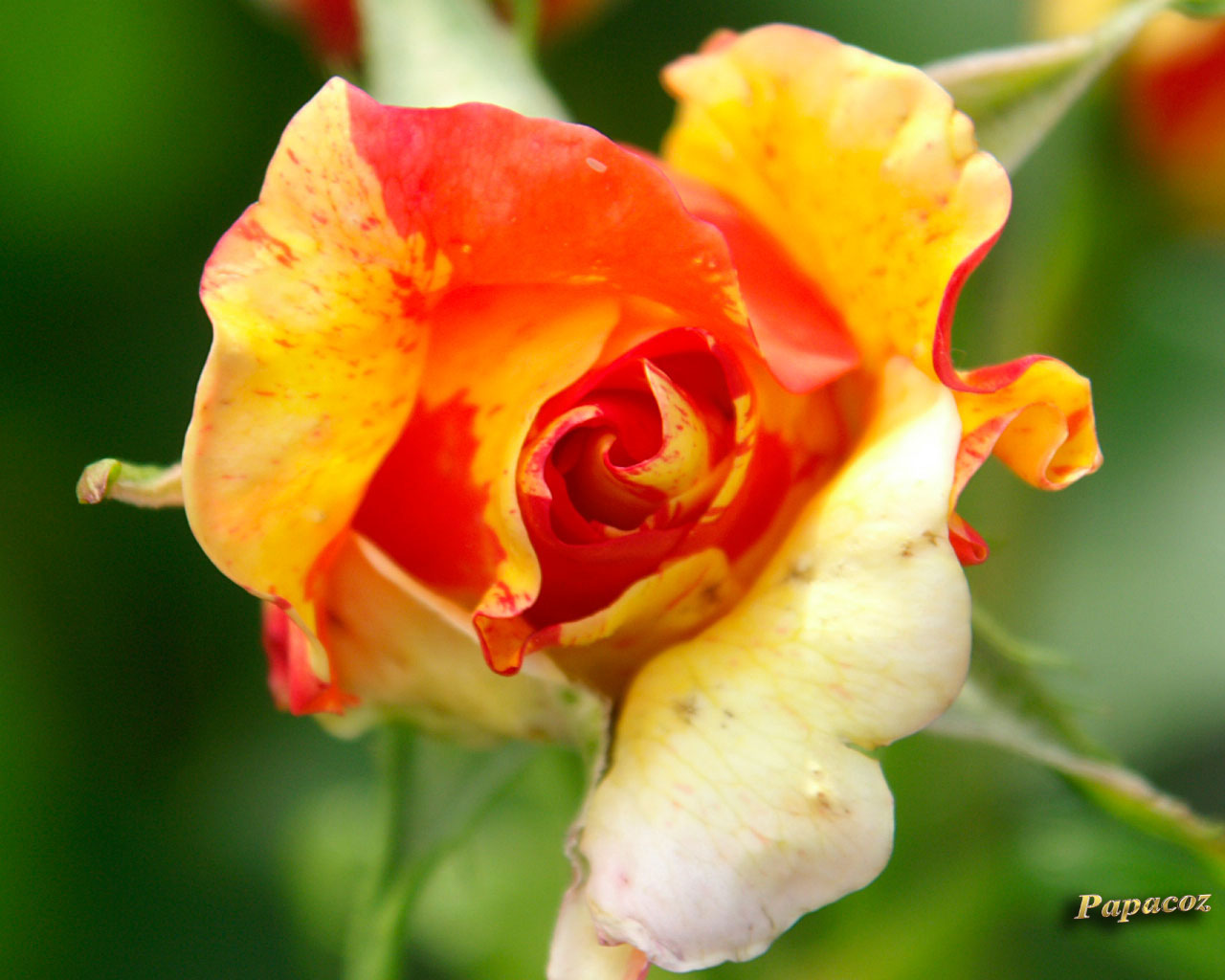 rose1.jpg
